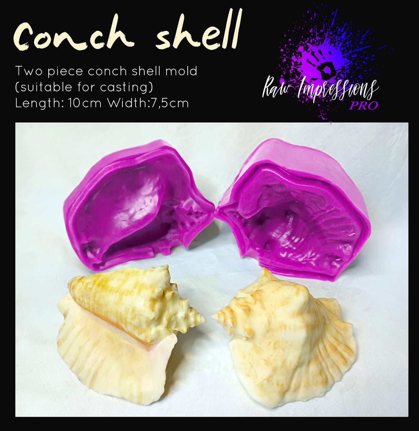 Conch Shell
