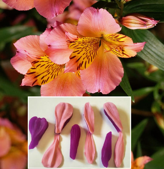 Inca Lily flower petal mold