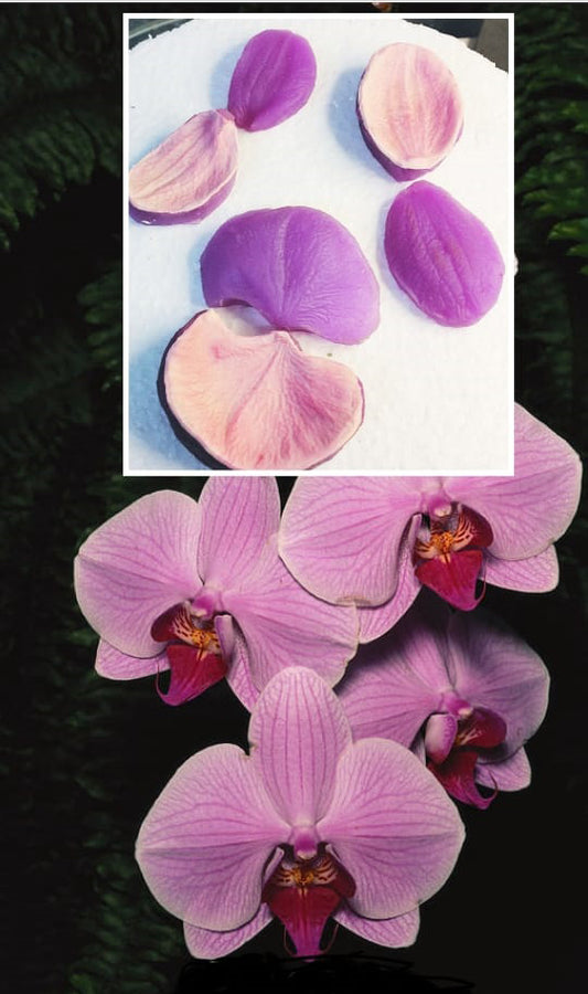 Moth Orchid 3 Petal Mold